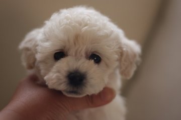 トイプードル(トイ)【千葉県・男の子・2013年3月20日・ホワイト】の写真「」