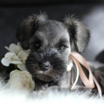 ミニチュアシュナウザー【千葉県・女の子・2023年6月21日・ソルト&ペッパー】の写真「くりくりの瞳の女の子💖待て🫷良しを覚えました💝」