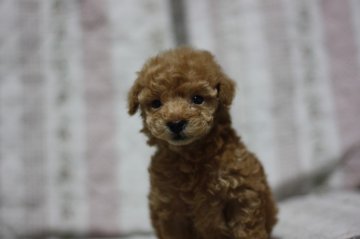 トイプードル(トイ)【千葉県・男の子・2012年12月27日・アプリコット】の写真「」