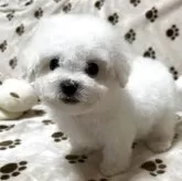 ビションフリーゼ