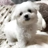 ビションフリーゼ