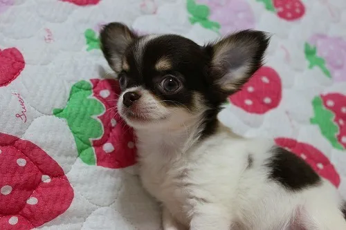 こーちゃん 様のお迎えした子犬