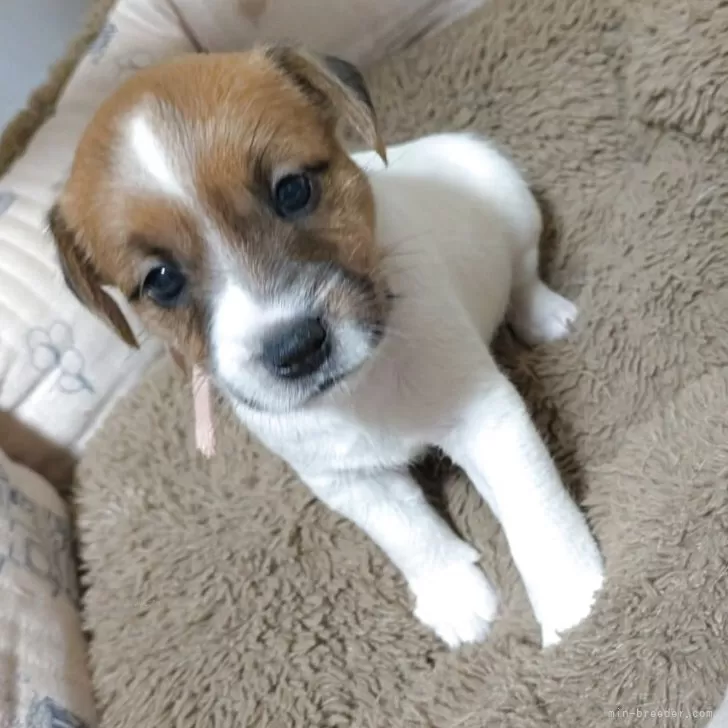 ID：2507-04500の子犬