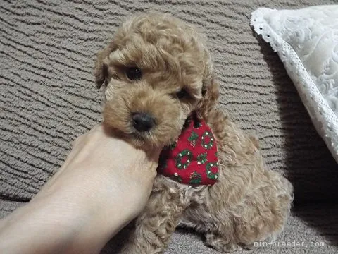 ID：1907-03039の子犬