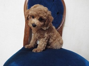 トイプードル(トイ)【兵庫県・男の子・2022年5月29日・薄目のレッド】の写真「毛量たっぷりクリクリお目めの男の子　紺色リボン」