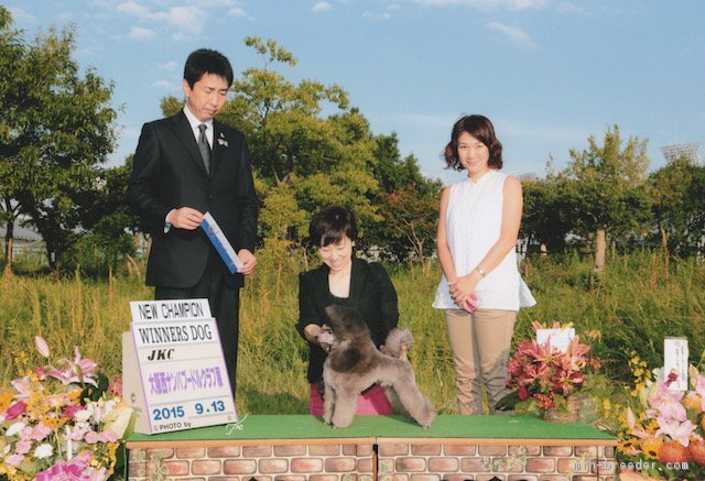 浜田　じゅん(はまだ　じゅん)ブリーダー(高知県・トイプードルなど・JKC/KCジャパン登録)の紹介写真3