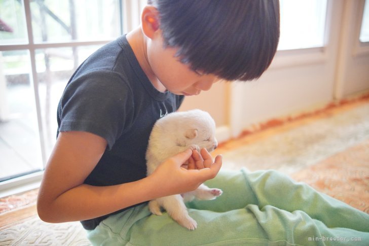 浜田じゅんブリーダーのブログ：白豆柴ちゃんとお家時間を満喫中