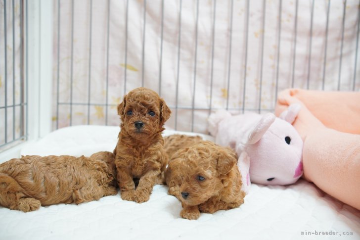 浜田じゅんブリーダーのブログ：プードルの子犬達の成長