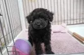 タイニープードル【高知県・男の子・2025年7月26日・ブラック】の写真3
