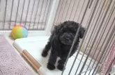 タイニープードル【高知県・男の子・2025年7月26日・ブラック】の写真4