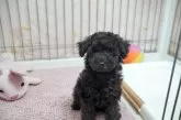 タイニープードル【高知県・男の子・2025年7月26日・ブラック】の写真5