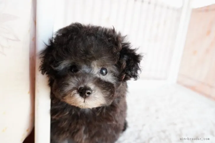 ID：1912-00070の子犬