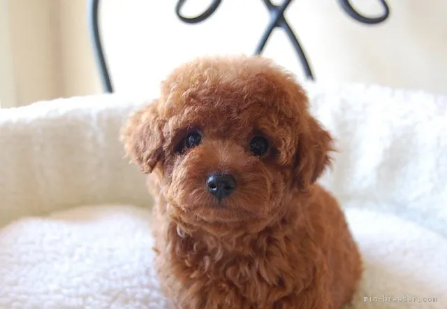 ID:1810-00153の子犬