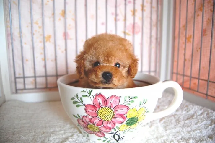 かのん 様のお迎えした子犬