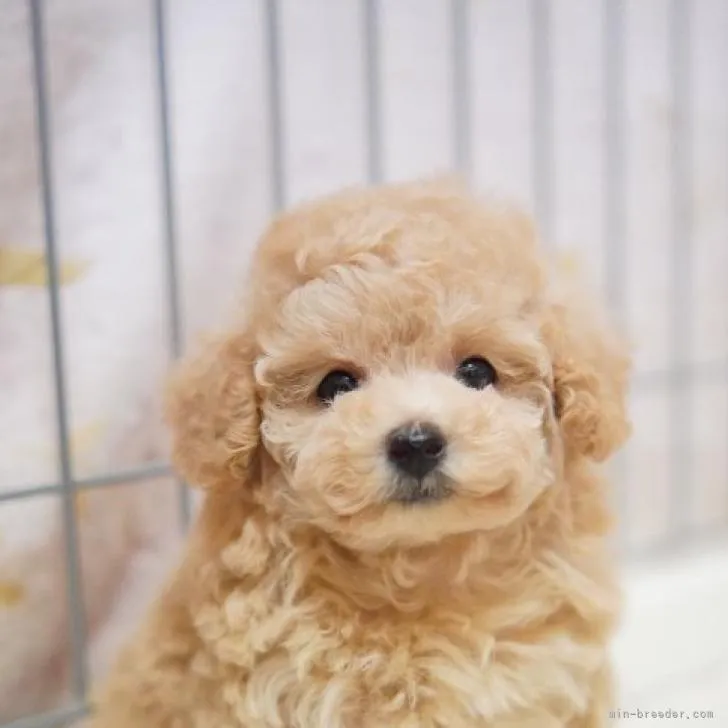 あゆまま 様のお迎えした子犬