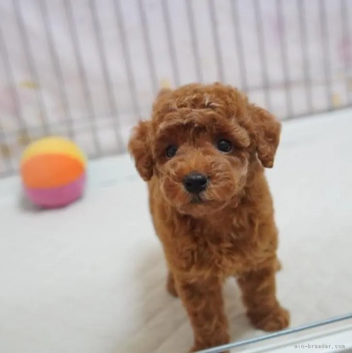 ID：2209-00710の子犬