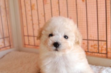 トイプードル(タイニー)【高知県・男の子・2019年9月18日・クリーム】の写真「キラキラと吸い込まれそうな瞳のクリーム王子」