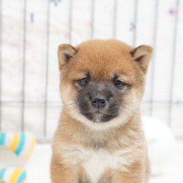 柴犬(豆柴)【高知県・女の子・2023年5月2日・赤】の写真「天真爛漫❤️両親豆柴認定犬！遺伝子検査クリア」