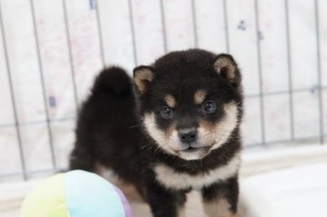 柴犬(豆柴)【高知県・男の子・2020年12月1日・黒】の写真「両親共に豆柴！遺伝子検査GM１もクリアです！」