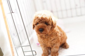 トイプードル(タイニー)【高知県・男の子・2020年12月22日・レッド】の写真「お顔の可愛さには自信アリです！」