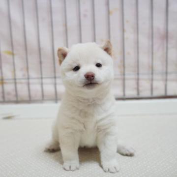 柴犬(豆柴)【高知県・女の子・2022年7月3日・白】の写真「両親共に豆柴認定犬！遺伝子検査GM１もクリアです！」