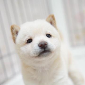 柴犬(豆柴)【高知県・男の子・2022年9月1日・白】の写真「両親共に豆柴認定犬！遺伝子検査GM１もクリアです！」