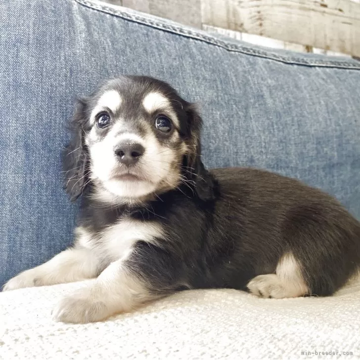 ID：2506-01986の子犬