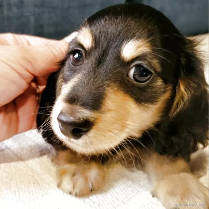 ID:2505-06637の子犬