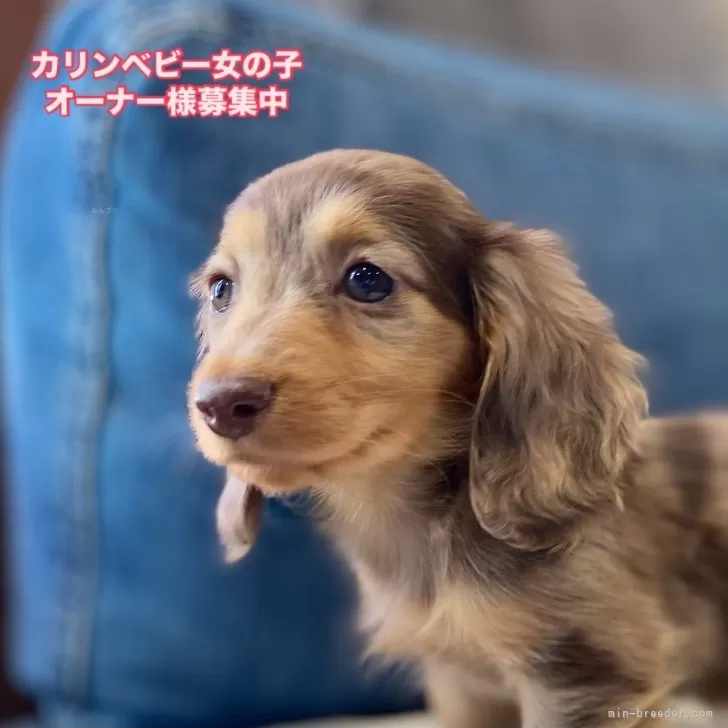 ID:2501-08176の子犬