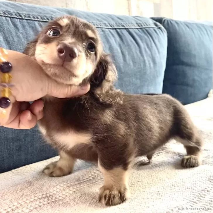 ID：2507-05019の子犬