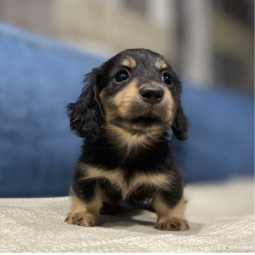 カニンヘンダックスフンド(ロング)【神奈川県・女の子・2025年5月20日・ブラックタン】の写真「極小さん☺️犬質抜群😍とても人懐こい子」