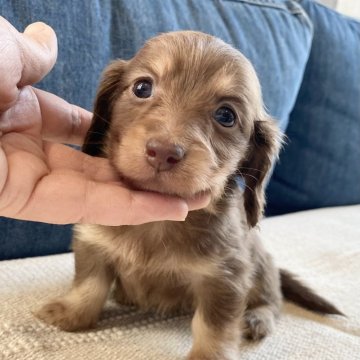 カニンヘンダックスフンド(ロング)【神奈川県・女の子・2025年1月13日・イザベライエロー】の写真「性格抜群ベビー達とびきり美しい子」