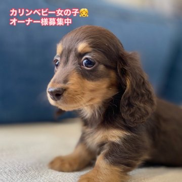 カニンヘンダックスフンド(ロング)【神奈川県・女の子・2025年1月13日・チョコタン】の写真「PRA安心、性格抜群」