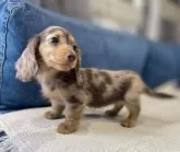 カニンヘンダックスフンド(ロング)【神奈川県・女の子・2025年1月13日・チョコダップル】の写真2