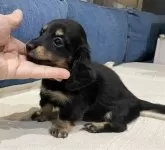 カニンヘンダックスフンド(ロング)【神奈川県・女の子・2024年10月7日・ブラックイエロー】の写真3