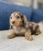 カニンヘンダックスフンド(ロング)【神奈川県・女の子・2025年1月13日・チョコダップル】の写真4