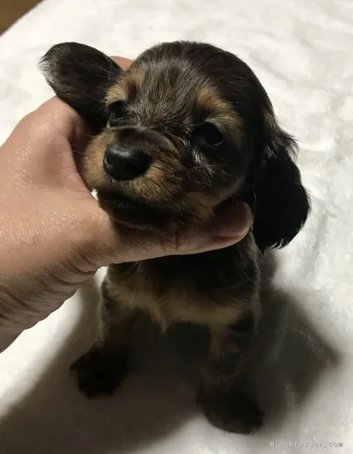 ID:1803-02136の子犬