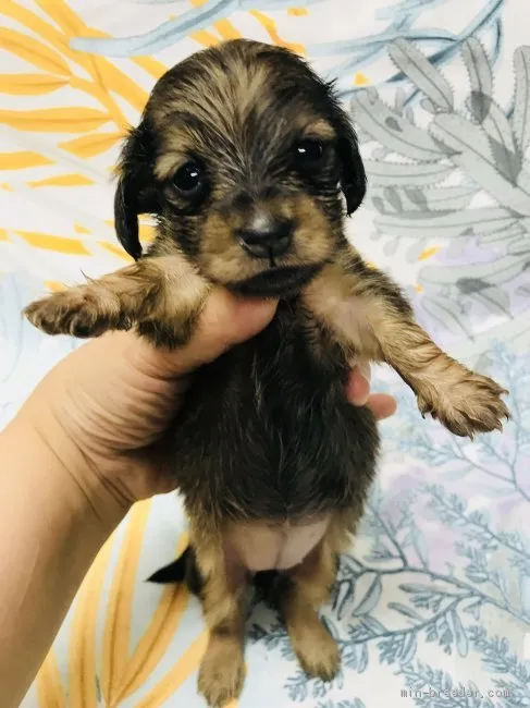 ひろき 様のお迎えした子犬