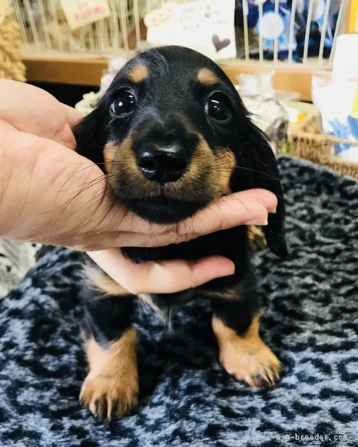 ID：1810-00072の子犬