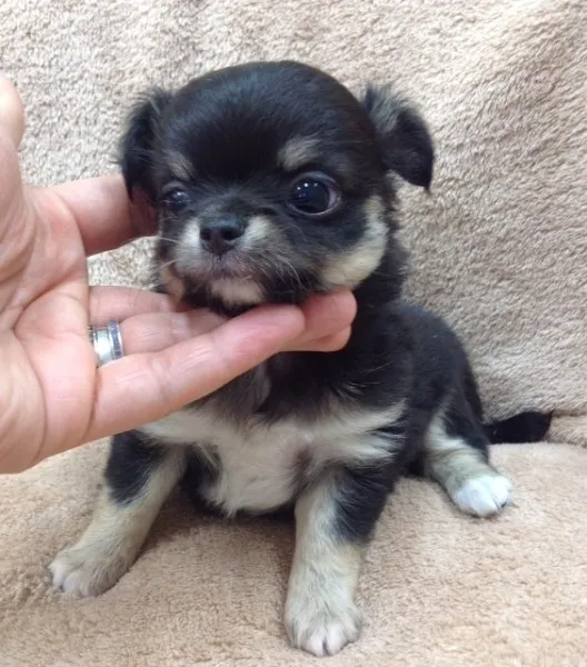 ID：1207-00286の子犬