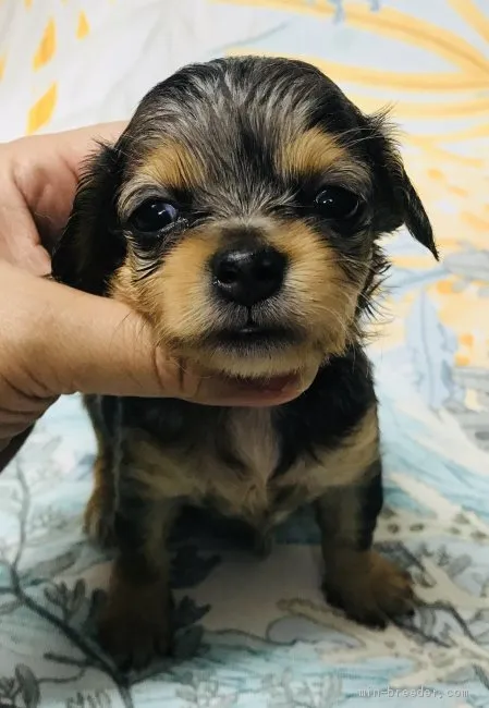 blue18 様のお迎えした子犬