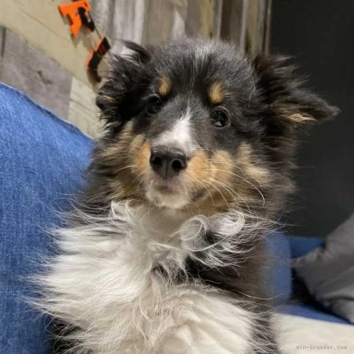 ID:2210-04704の子犬
