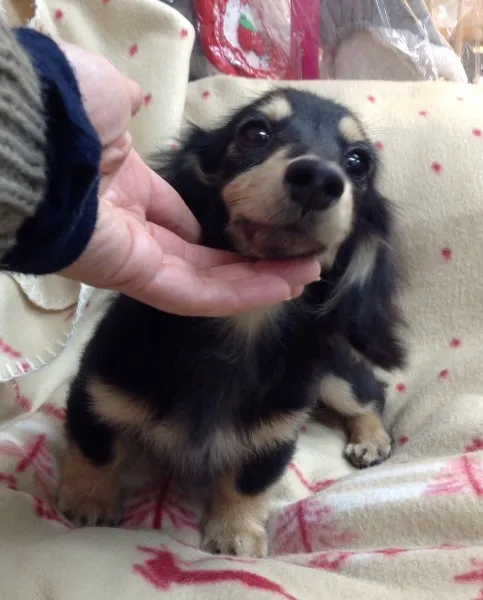 ID:1308-01012の子犬