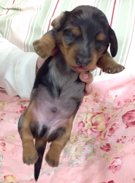 ID:1403-00650の子犬
