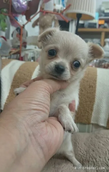 ID:1508-01791の子犬