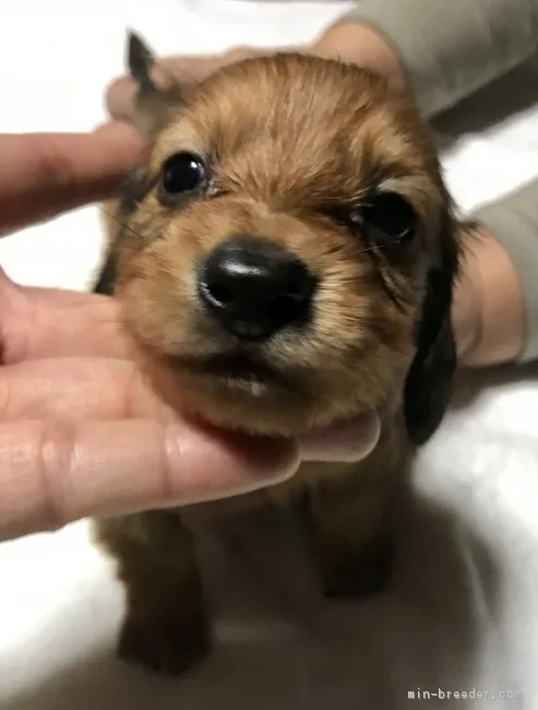 ID:1803-02135の子犬