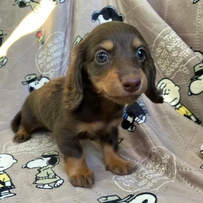 ID：2112-03928の子犬