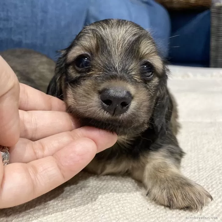 ID:2409-00522の子犬