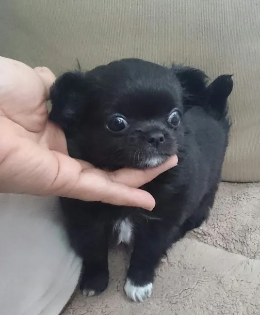 ID：1609-01117の子犬