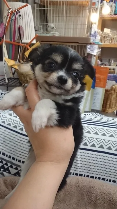 ID:1609-01046の子犬